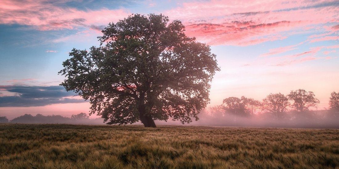 field, morning, sunrise-6574455.jpg